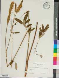 Sanguisorba canadensis image