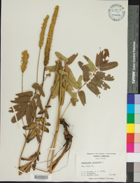 Sanguisorba canadensis image