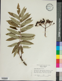 Sorbus americana image