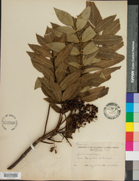 Sorbus americana image