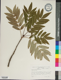 Sorbus americana image