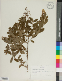 Spiraea alba image