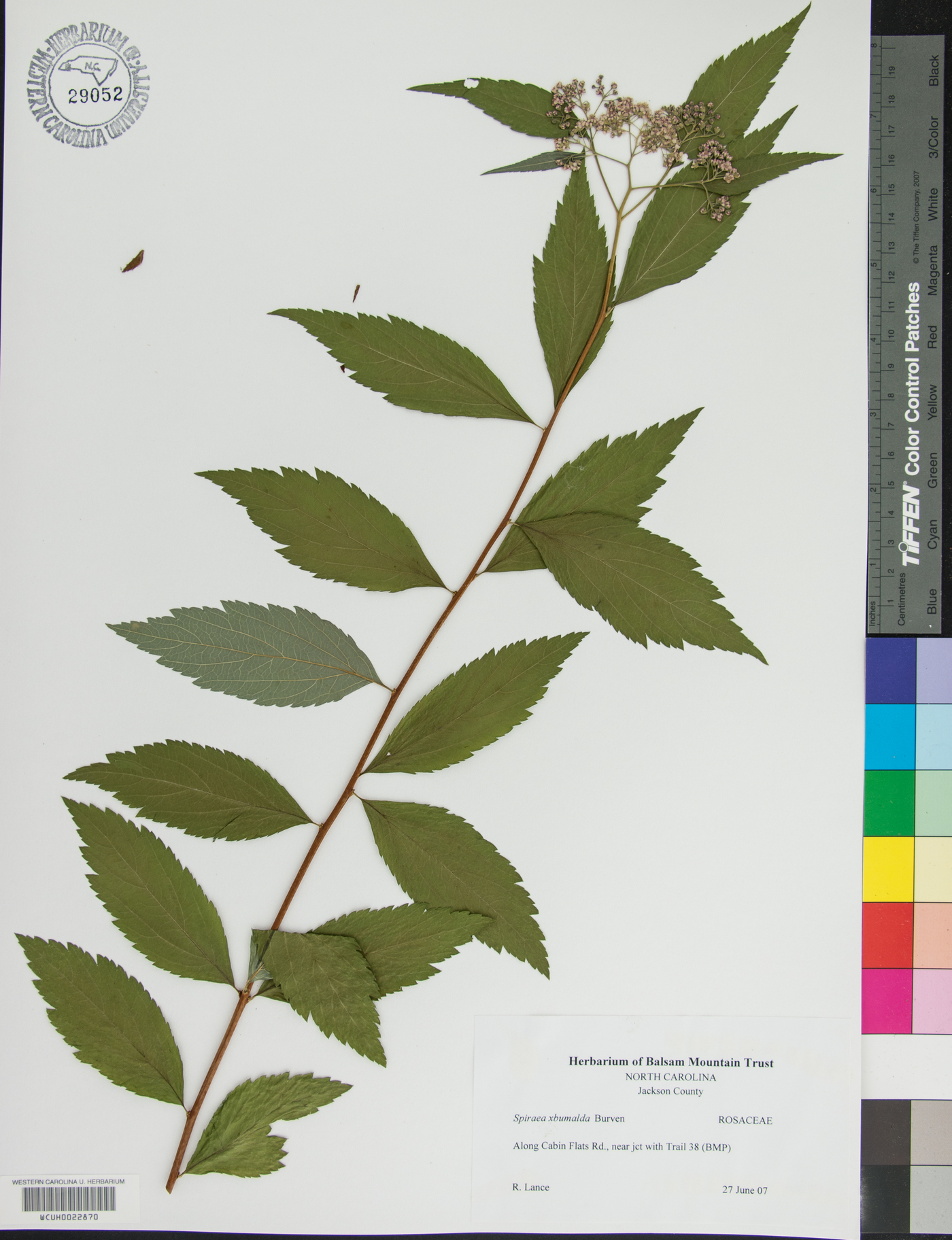 Spiraea x bumalda image