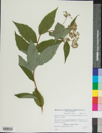 Spiraea japonica image