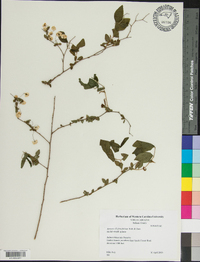 Spiraea prunifolia image