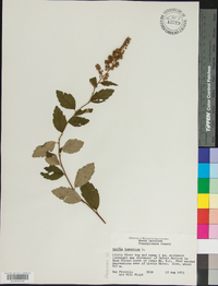 Spiraea tomentosa image