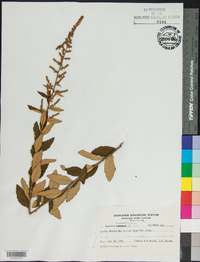 Spiraea tomentosa image