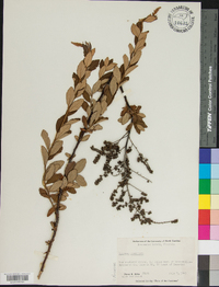 Spiraea tomentosa image