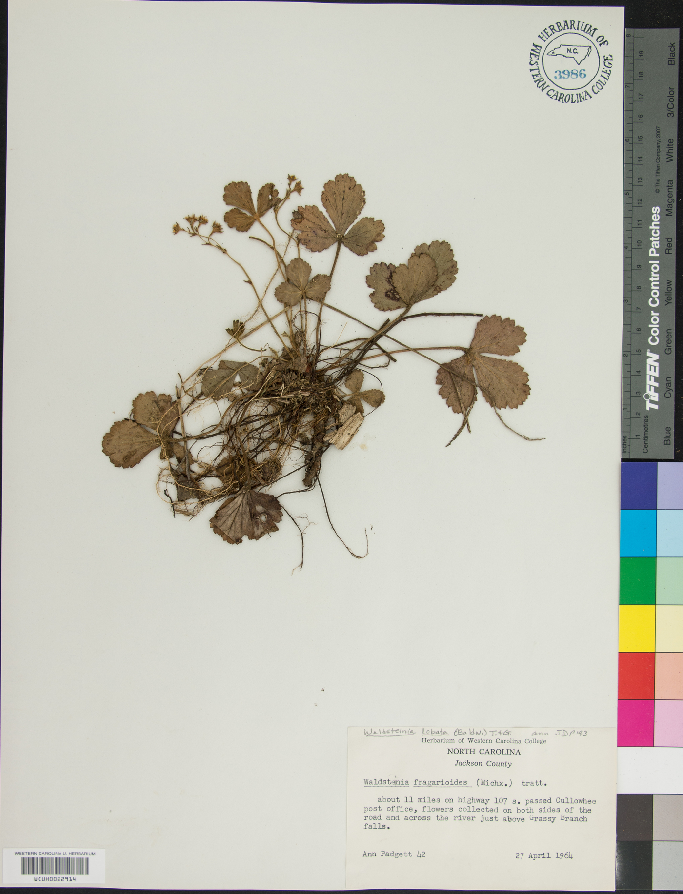 Geum lobatum image