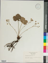 Waldsteinia fragarioides image