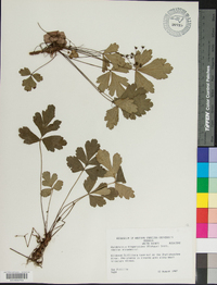 Waldsteinia fragarioides image