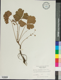 Waldsteinia fragarioides image