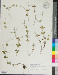 Galium circaezans image