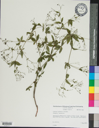 Galium latifolium image