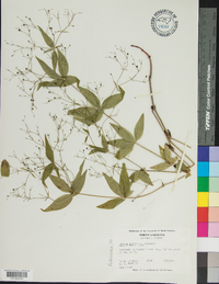 Galium latifolium image