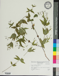 Galium latifolium image