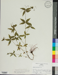 Galium latifolium image