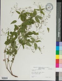 Galium latifolium image