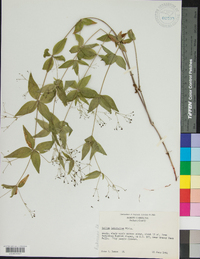 Galium latifolium image