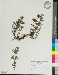 Galium odoratum image