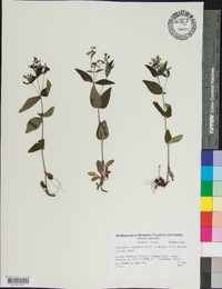 Houstonia canadensis image