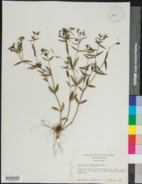 Houstonia longifolia image