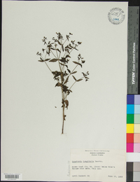 Houstonia longifolia image