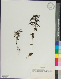 Houstonia longifolia image