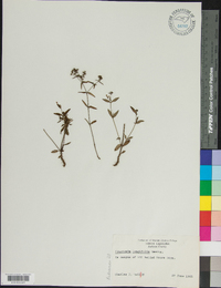 Houstonia longifolia image