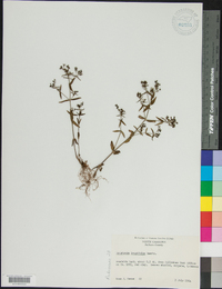 Houstonia longifolia image