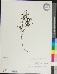 Houstonia longifolia var. glabra image