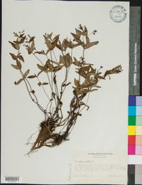 Houstonia purpurea image