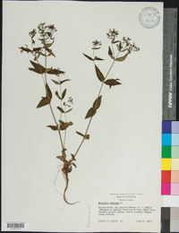 Houstonia purpurea image