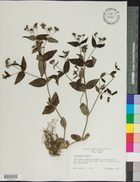 Houstonia purpurea image