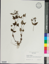 Houstonia purpurea image