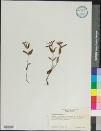 Houstonia purpurea image