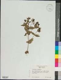 Houstonia purpurea image