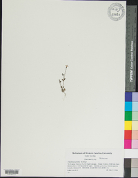 Houstonia pusilla image