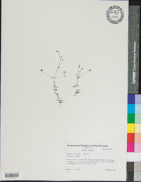 Houstonia pusilla image