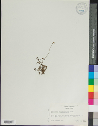 Houstonia serpyllifolia image