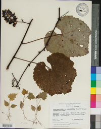 Vitis aestivalis var. argentifolia image