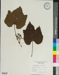 Vitis aestivalis var. argentifolia image