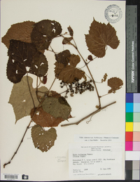 Vitis cinerea image