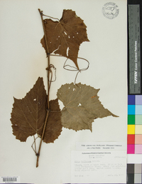 Vitis cinerea var. baileyana image