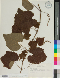 Vitis cinerea var. baileyana image