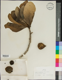 Genipa clusiifolia image