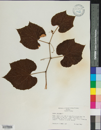 Vitis labrusca image