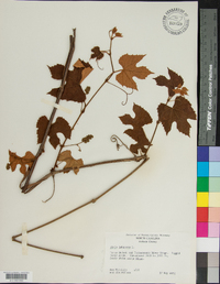 Vitis labrusca image