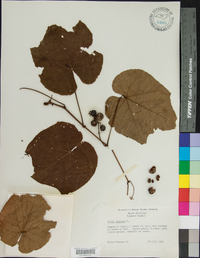 Vitis labrusca image