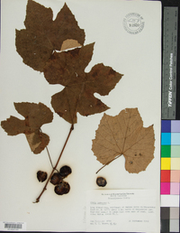 Vitis labrusca image